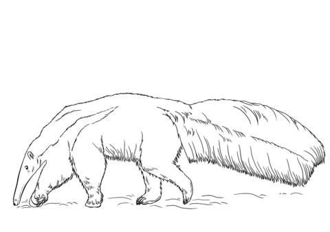 Giant Anteater Coloring Page